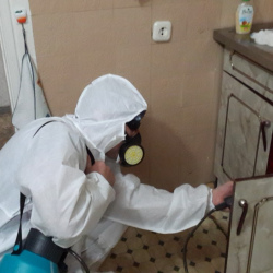 Дезинфекция от муравьев в квартире в Валдае